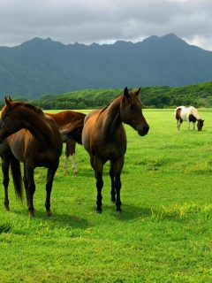 Обои Horses Grazing 240x320