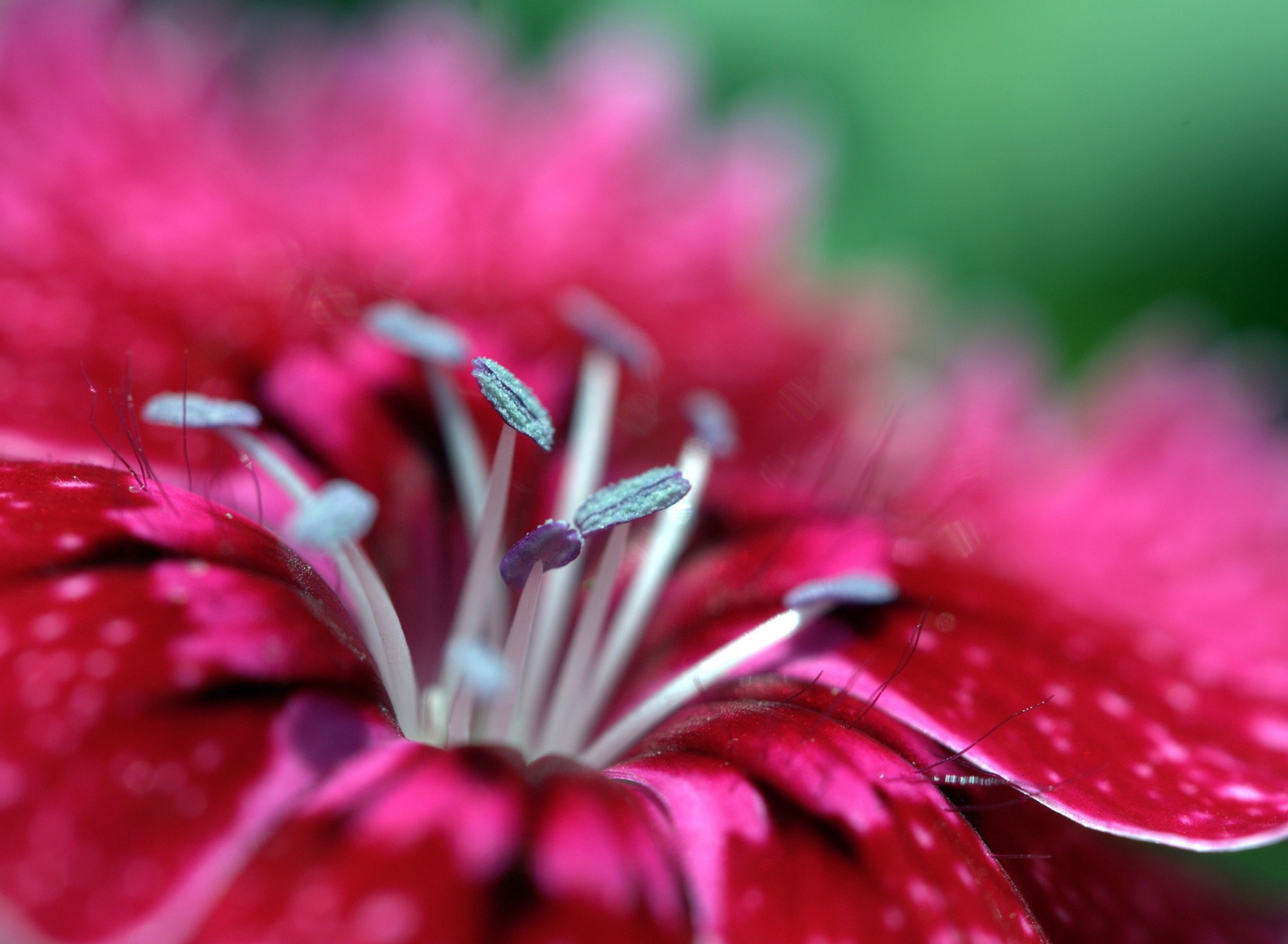 Red Flower wallpaper 1920x1408