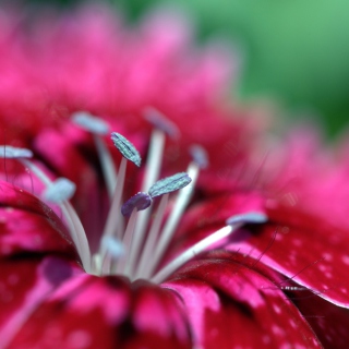 Red Flower - Obrázkek zdarma pro 1024x1024