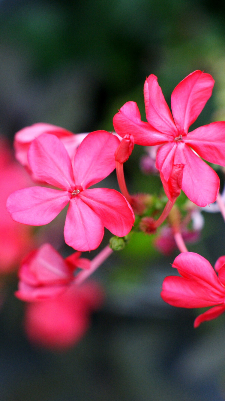 Fondo de pantalla Macro Petals Photo 750x1334