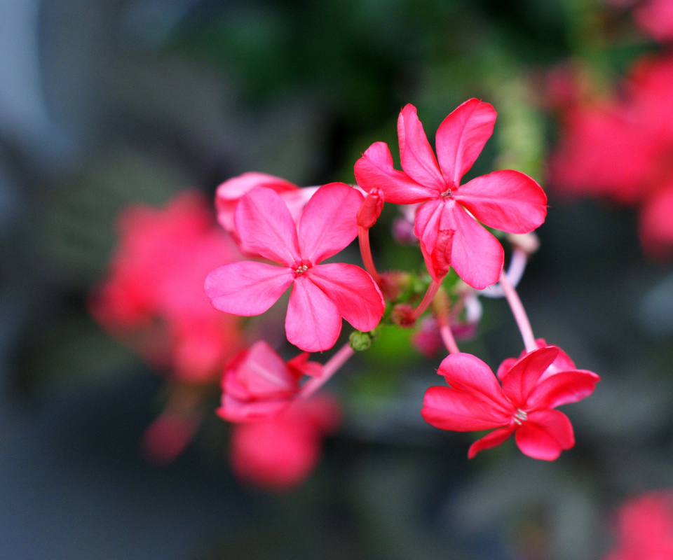 Macro Petals Photo wallpaper 960x800