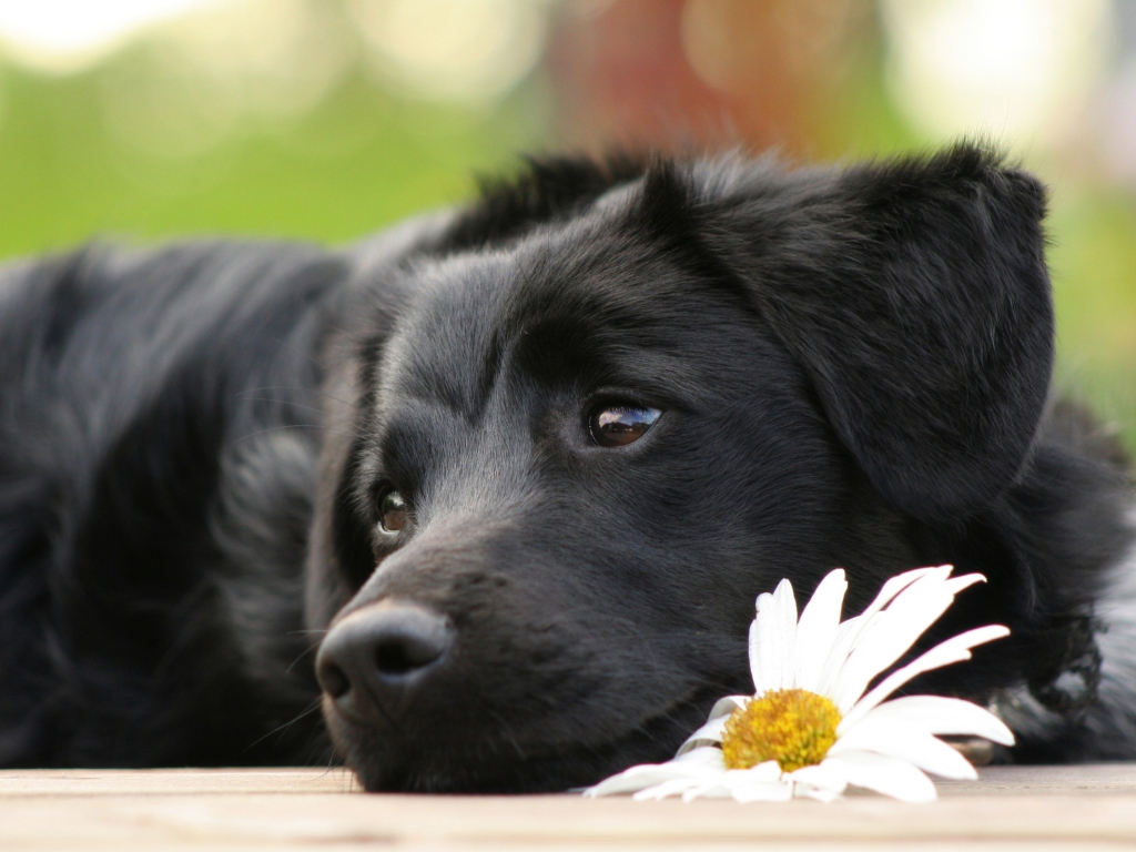 Das Black Dog With White Daisy Wallpaper 1024x768
