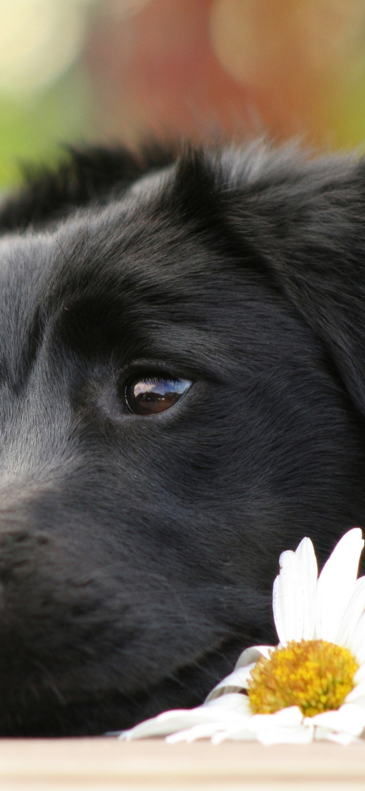 Screenshot №1 pro téma Black Dog With White Daisy 1170x2532