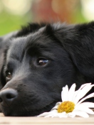 Black Dog With White Daisy wallpaper 132x176