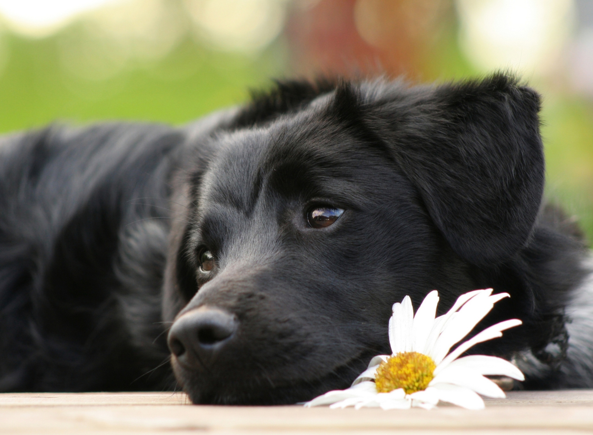 Black Dog With White Daisy wallpaper 1920x1408