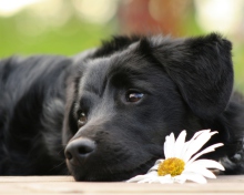 Black Dog With White Daisy screenshot #1 220x176