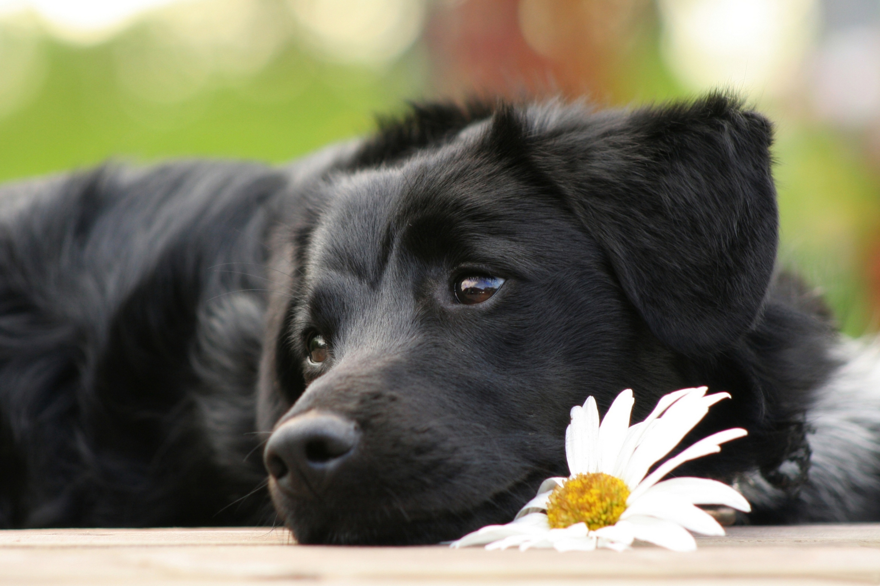 Black Dog With White Daisy wallpaper 2880x1920