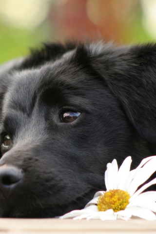 Black Dog With White Daisy wallpaper 320x480