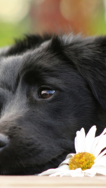Black Dog With White Daisy wallpaper 360x640