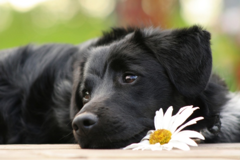 Black Dog With White Daisy wallpaper 480x320