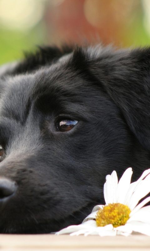 Black Dog With White Daisy wallpaper 480x800