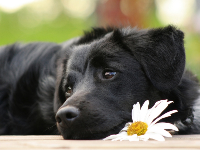 Black Dog With White Daisy wallpaper 640x480