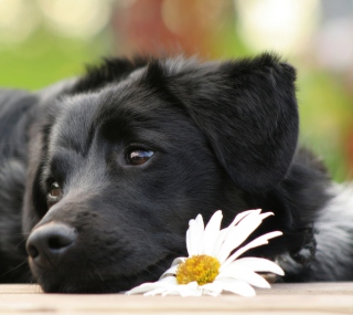 Kostenloses Black Dog With White Daisy Wallpaper für 1024x1024