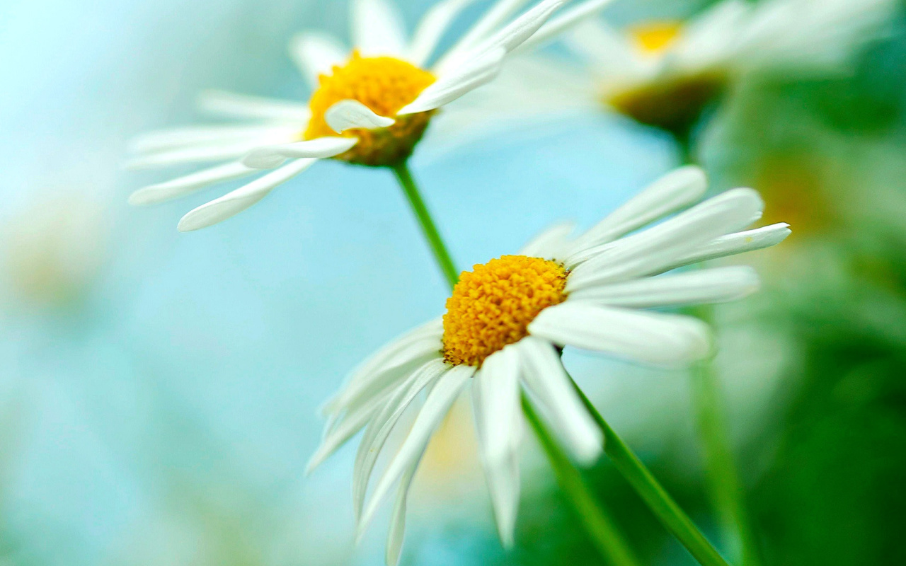 Screenshot №1 pro téma Macro Daisies 1280x800