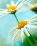 Das Macro Daisies Wallpaper 128x160