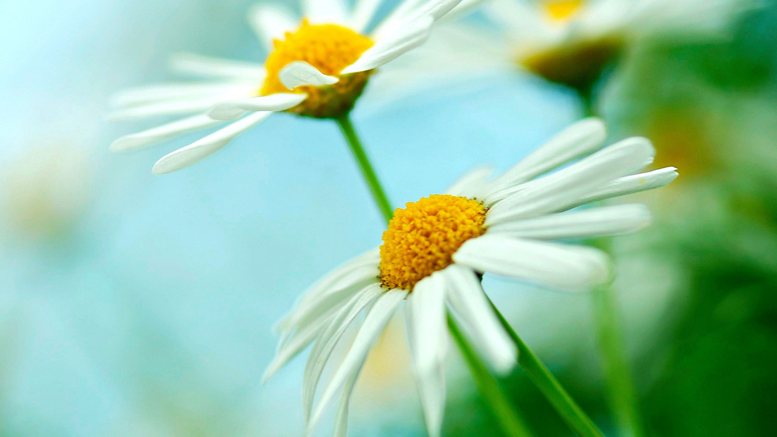 Macro Daisies wallpaper 1600x900