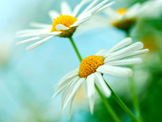 Macro Daisies wallpaper 320x240