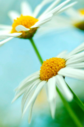 Das Macro Daisies Wallpaper 320x480