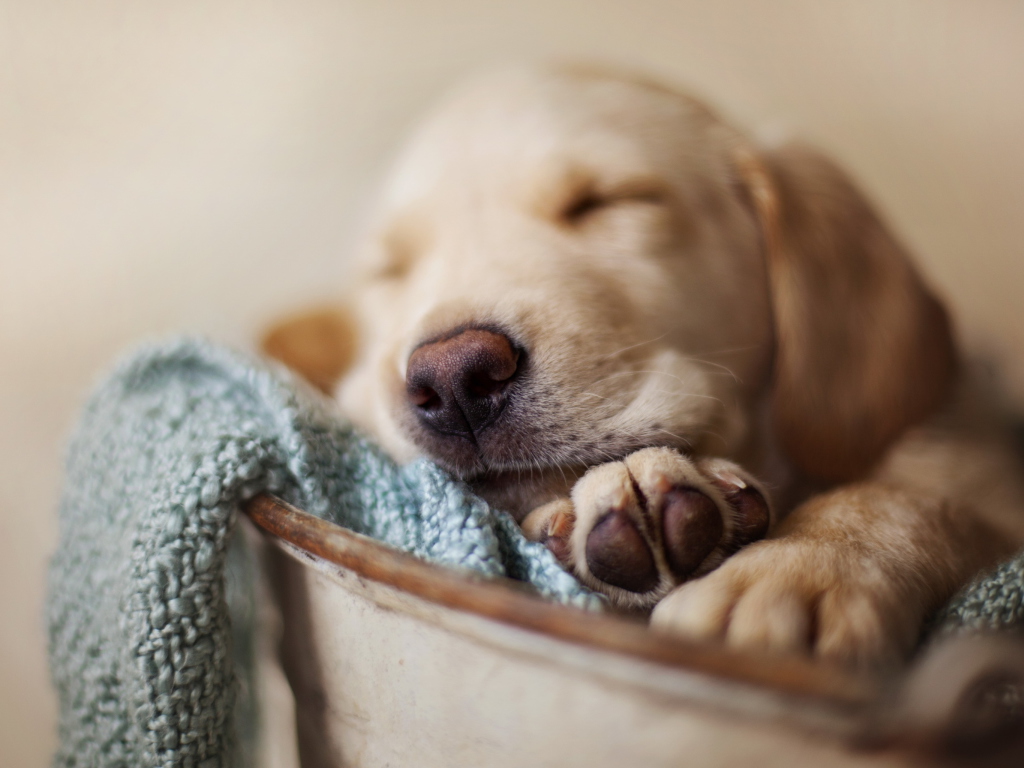 Sleepy Dog wallpaper 1024x768