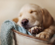 Sleepy Dog wallpaper 176x144