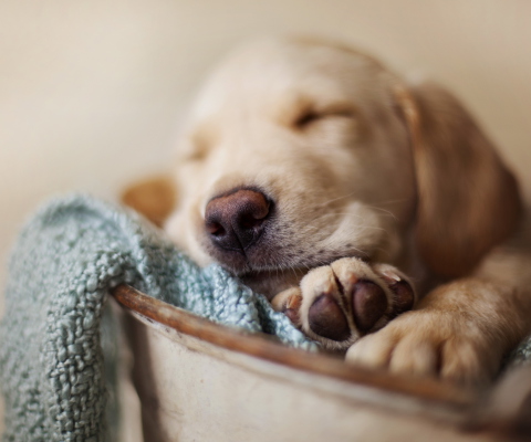 Sleepy Dog wallpaper 480x400