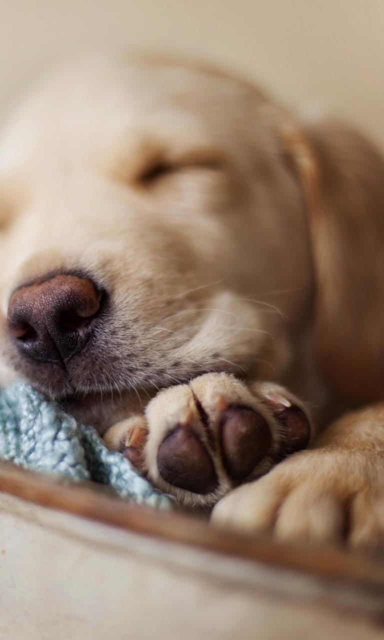 Das Sleepy Dog Wallpaper 768x1280