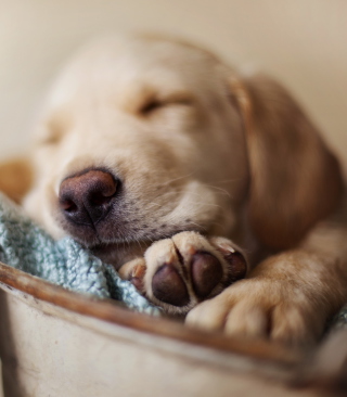 Sleepy Dog - Fondos de pantalla gratis para HTC Titan
