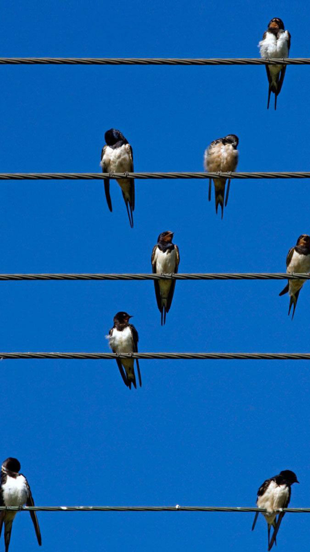 Sfondi Birds On Wires 1080x1920