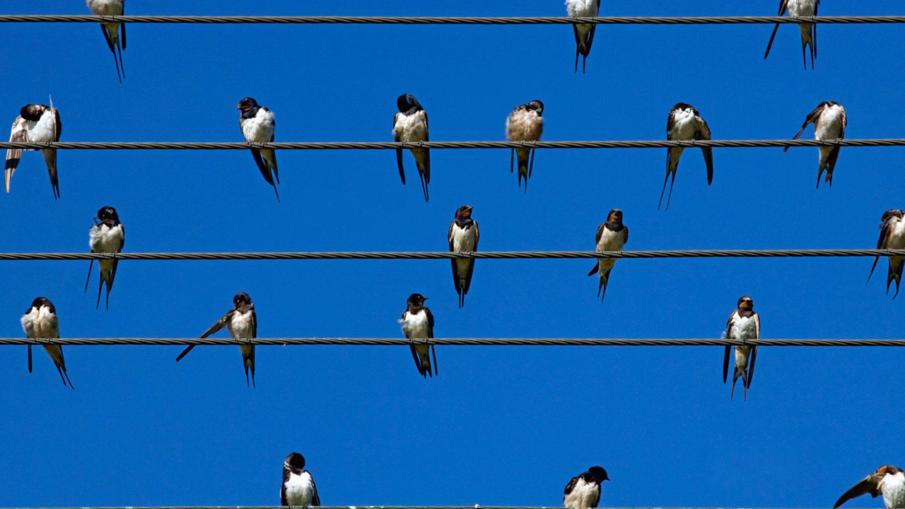 Sfondi Birds On Wires 1280x720