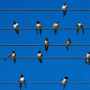 Screenshot №1 pro téma Birds On Wires 128x128