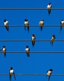 Обои Birds On Wires 128x160