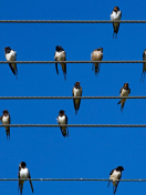 Screenshot №1 pro téma Birds On Wires 132x176