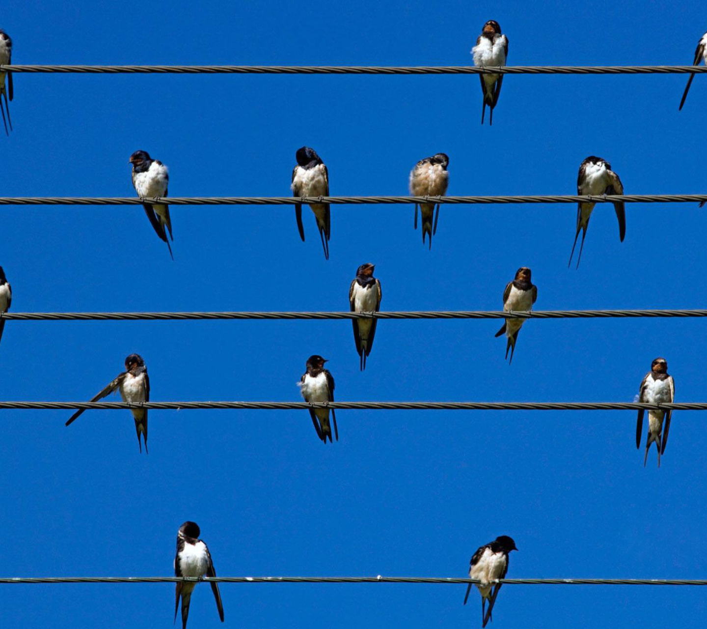 Fondo de pantalla Birds On Wires 1440x1280