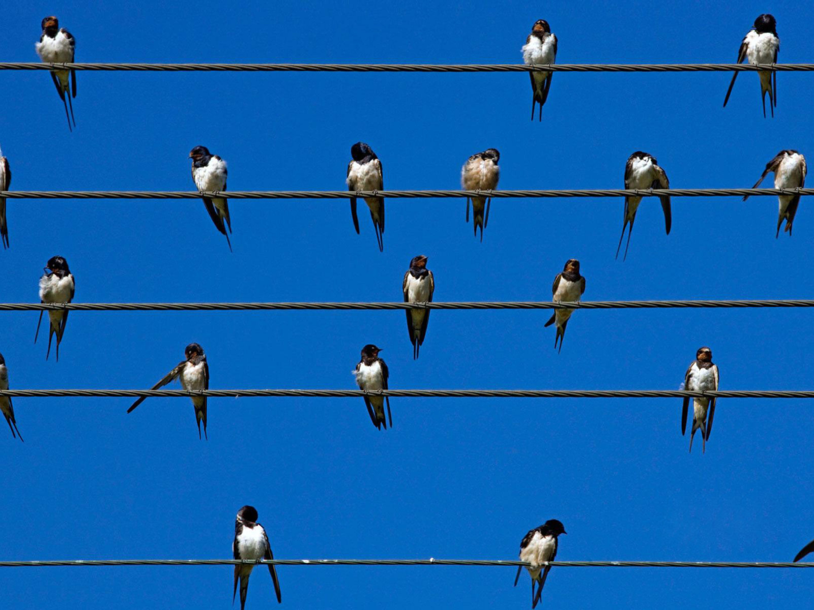 Fondo de pantalla Birds On Wires 1600x1200