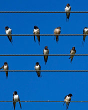 Обои Birds On Wires 176x220