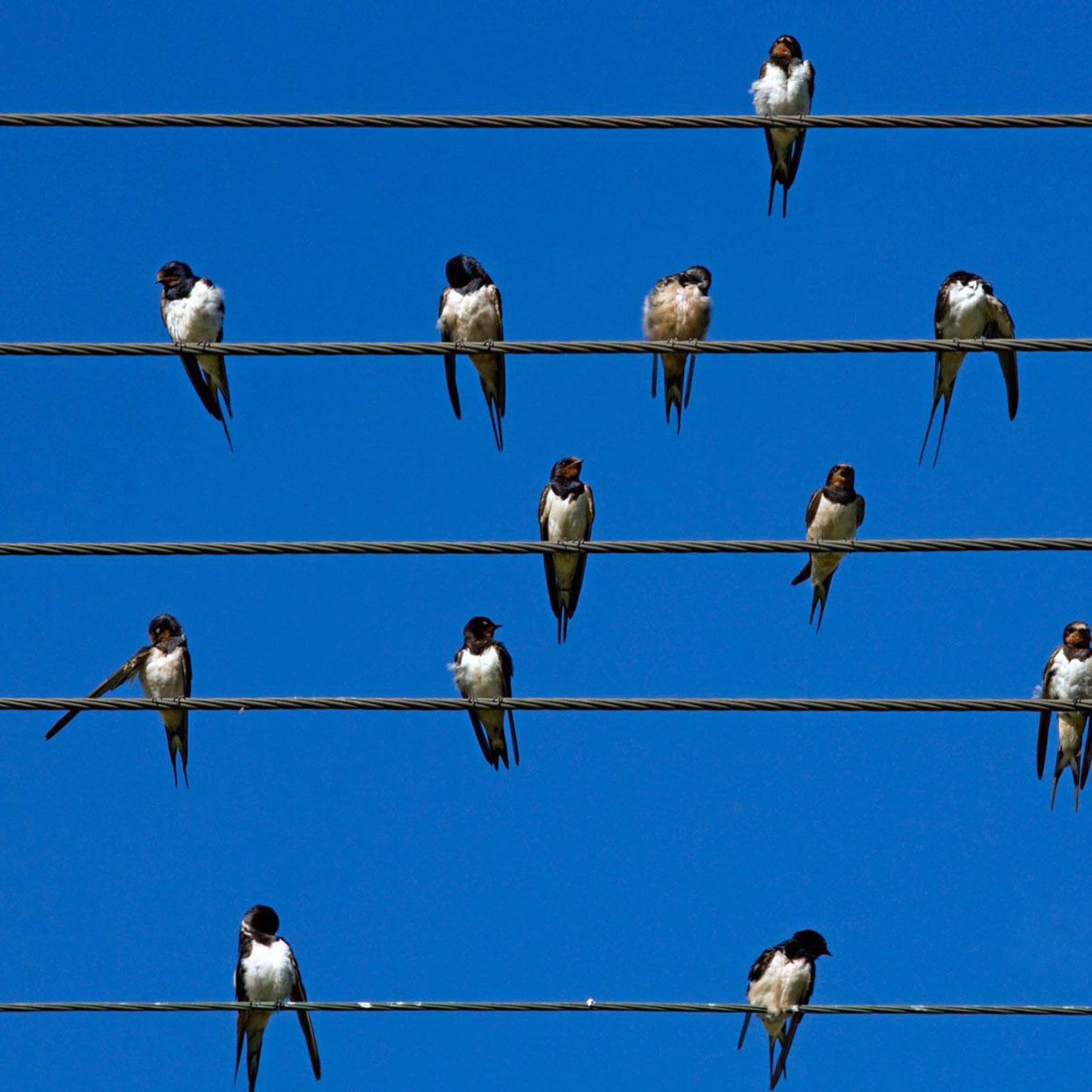 Fondo de pantalla Birds On Wires 2048x2048