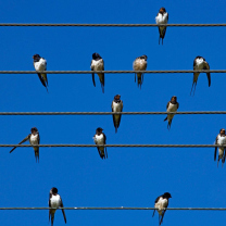 Das Birds On Wires Wallpaper 208x208