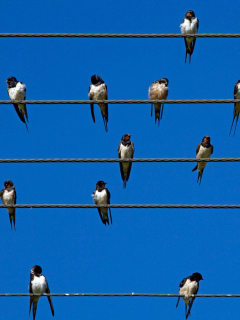 Das Birds On Wires Wallpaper 240x320