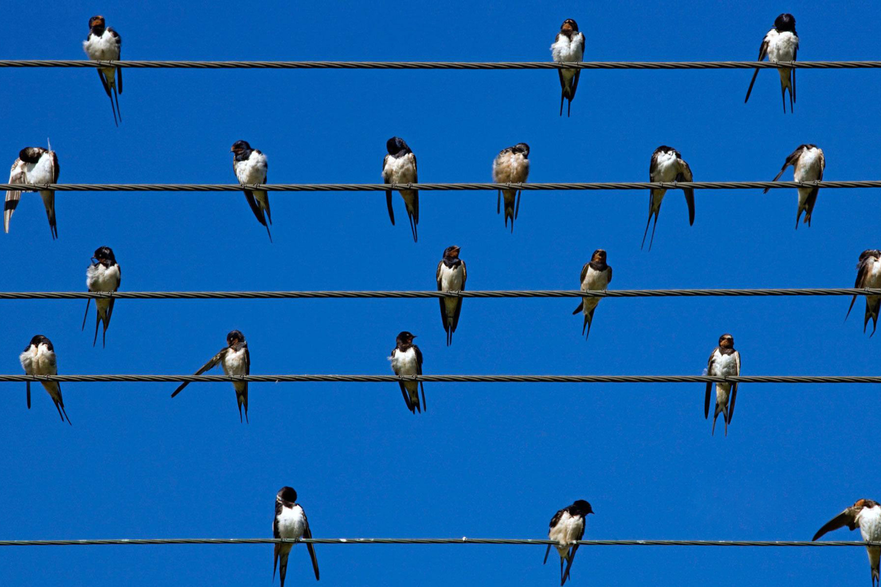 Birds On Wires wallpaper 2880x1920