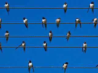 Обои Birds On Wires 320x240