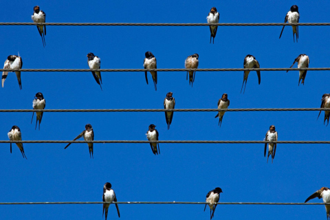 Birds On Wires wallpaper 480x320