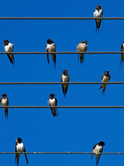 Birds On Wires wallpaper 480x640