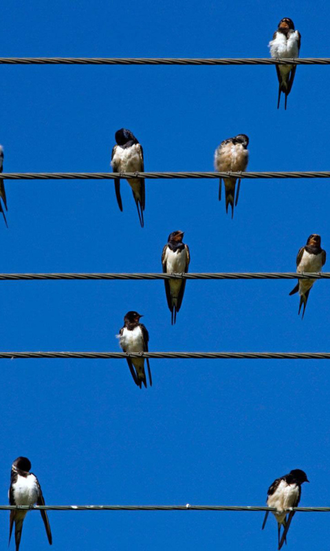 Birds On Wires wallpaper 480x800