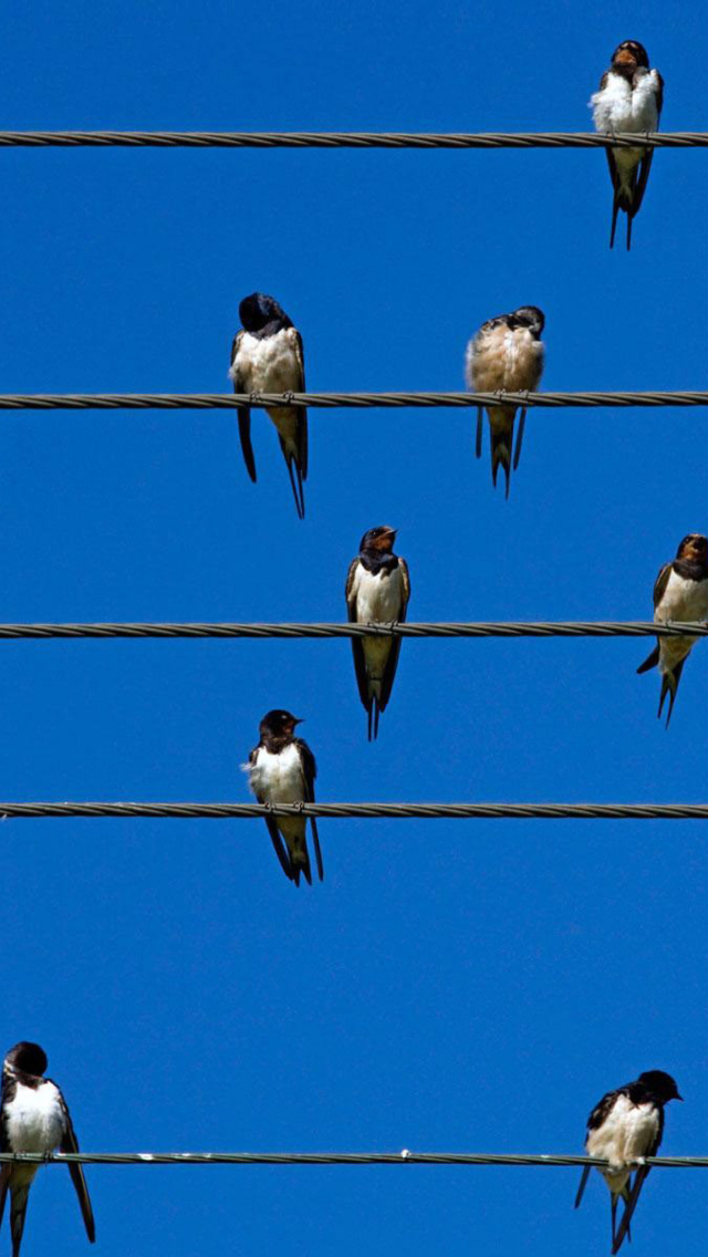 Birds On Wires wallpaper 640x1136