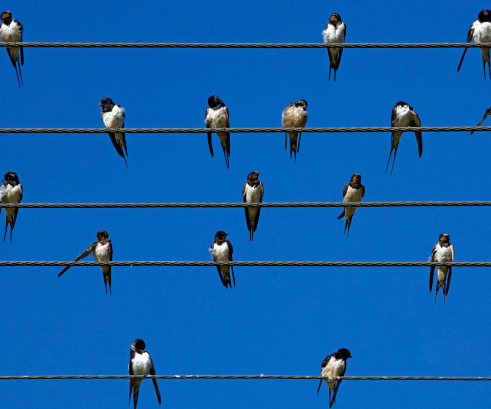 Das Birds On Wires Wallpaper 960x800