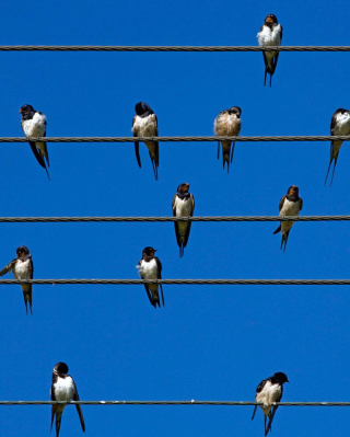 Birds On Wires - Obrázkek zdarma pro Nokia C5-03