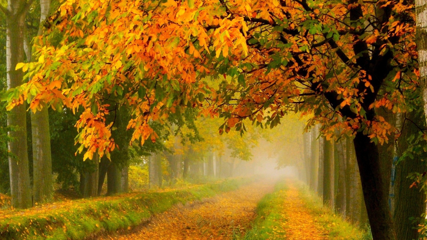 Screenshot №1 pro téma Crimson Autumn Park 1366x768