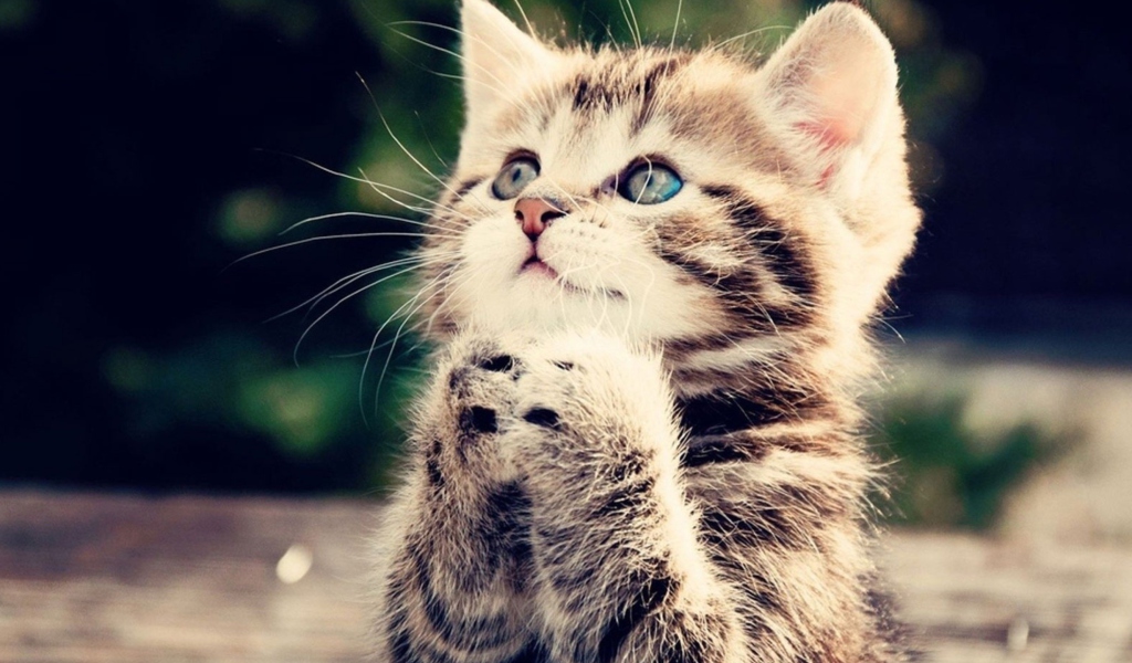 Das Kitty Praying Wallpaper 1024x600