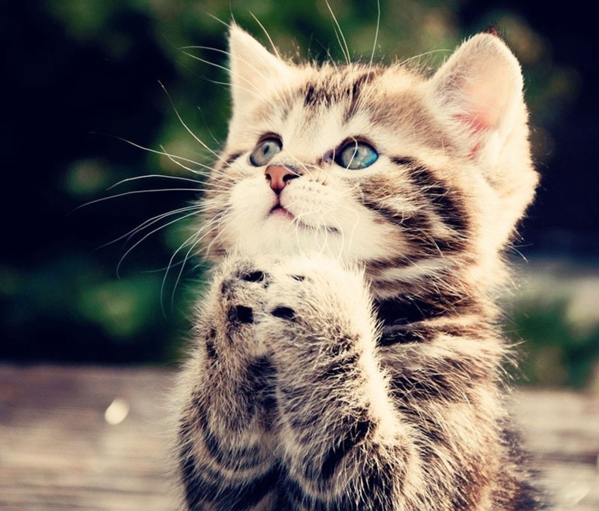 Das Kitty Praying Wallpaper 1200x1024