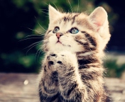 Sfondi Kitty Praying 176x144